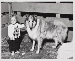 Toddler with Collie dog at the Sonoma County Fair, Santa Rosa, California