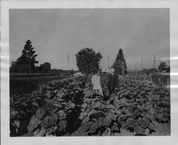 Luther Burbank and his wife Elizabeth in a field of dwarf sunflowers, Santa Rosa, California, 1924