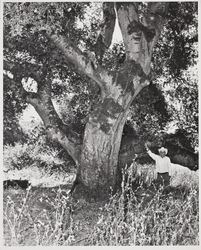 Man standing by large live oak tree at the Sonoma County Fair, Santa Rosa, California