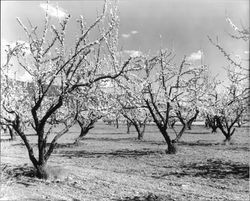 Prune blossoms, Healdsburg, California, 1963