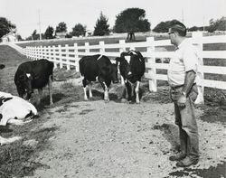 Jack W. Dei, Sr. posing with some cows at his dairy ranch located at 831 High School Road, Sebastopol, California, about 1963