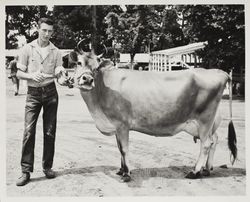 FFA dairy showman with Guernsey cow at the Sonoma County Fair, Santa Rosa, California, 1958