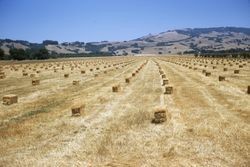Hay fields at Rohnert Seed Farms, July 1972