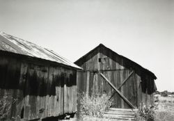 Dairy barn and shed at 196 Cinnabar Avenue, Petaluma, California, May 27, 1997