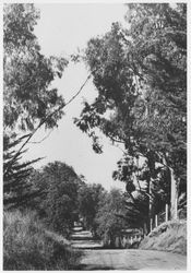 Arnold Drive north of Sobre Vista Road, Sonoma, California, 1910