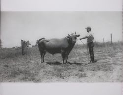 Jack W. Dei with "Linda's bull", 831 High School Road, Sebastopol, California, about 1955