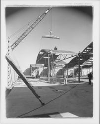 Todd Construction and Taylor Roofing erecting a building, Rohnert Park, California, 1958