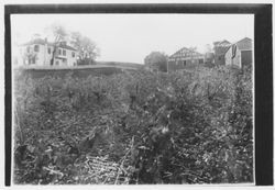 Buildings at Geyser Peak Wine and Brandy Co., Geyserville, California, 1910?