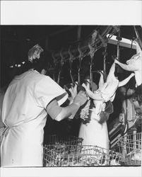 Processing chickens at Reif and Brody, Petaluma, California, 1960