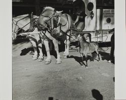 Customized carriage and miniature horses at the Sonoma County Fair, Santa Rosa, California