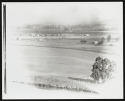 Unidentified ranch, possibly near Penngrove, California, 1950s or early 1960s