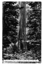 Parson Jones' Tree in Armstrong Woods, Guerneville, California