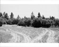 Olive grove at 1480 Los Olivos Road, Santa Rosa, California, 1987