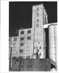 Golden Eagle Milling Company grain elevators, Petaluma, California, 1956