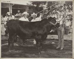 Unidentified handler with prize winning Angus bull at the Sonoma County Fair, Santa Rosa, California