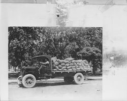 Unidentified man driving a flat-bed truck full of sacks of grain, Petaluma, California, about 1925