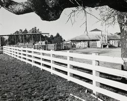 Jack W. Dei, Sr. dairy ranch located on High School Road, Sebastopol, California, about 1960