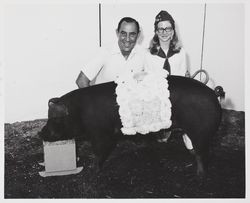 FFA Champion hog at the Sonoma County Fair, Santa Rosa, California, 1974