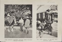 Jack London's imported English Shire stallion "Neuadd Hillside"