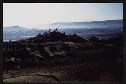 Unidentified vineyard likely near Geysers Road, Sonoma County, California, 1988