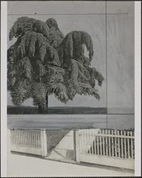 Cedar of Lebanon tree at Burbank Gardens, Santa Rosa Avenue, Santa Rosa, California