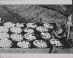 Francis Walter Collings collecting eggs on Collings Ranch, Purvine Road, Two Rock, California, 1930s