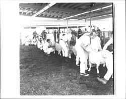 4-H members with their sheep at the Fair grounds, Petaluma, California, 1955