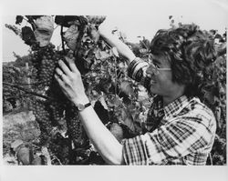 Louisa Hargrave picking Chardonnay grapes, Cutchogue, New York, about 1985