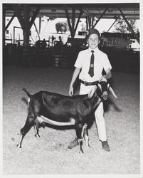 4H Club boy shows his goat at the Sonoma County Fair, Santa Rosa, California