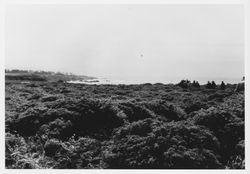 Unidentified hikers the Sonoma Coast near Wright's Beach, about 1975