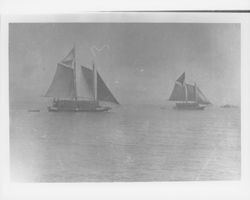 Scow schooners loaded with hay, San Francisco, California, 1895