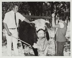 Kundes with horned Hereford heifer at the Sonoma County Fair, Santa Rosa, California