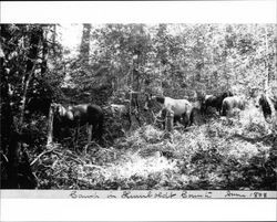 Camp in Humboldt County June 1898