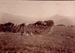 Hunt family and their orange grove