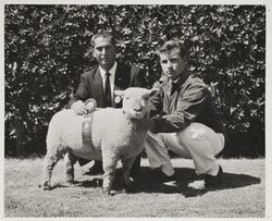 Gary Lynn and his champion lamb at the Sonoma County Fair, Santa Rosa, California, about 1963