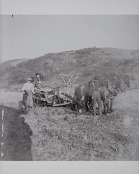 Harvest time on the Akers ranch in Schellville, California, photographed between 1890 and 1900