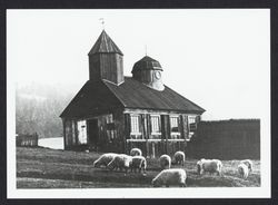 Sheep grazing near Fort Ross Chapel