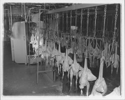 Chicken carcasses emerge from the plucking machine at the California Poultry, Incorporated, Fulton, California, 1958