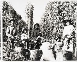 Hop pickers and vines near Windsor, California, about 1896