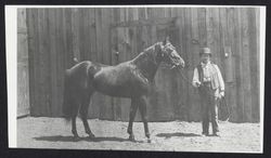 Henry Guerne with horse, Professor, at the Livreau barn, Guerneville