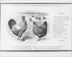 Coq et poule Wyandotte : variete argentee type adopte par la Societe des Aviculteurs Francais, Siege social, 46, rue du Bac, Paris