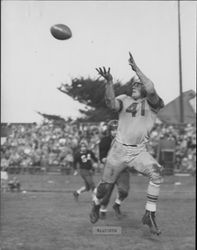 Walt Saarinen hauls in a pass, Petaluma, California, Nov. 26, 1950