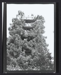 Redwood tower, Camp Meeker, California, 1936