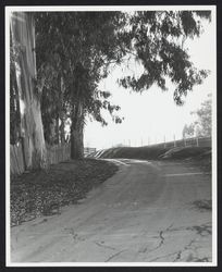 Road on the Fountain Grove Ranch