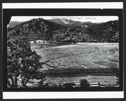 Haying scene Sebastopol, California