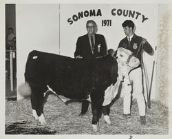 Bob West exhibits his FFA Reserve Grand Champion Polled Hereford steer at the Sonoma County Fair, Santa Rosa, California, 1971