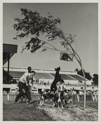 Coon dogs on Farmers' Day at the Sonoma County Fair, Santa Rosa, California, July 19, 1964