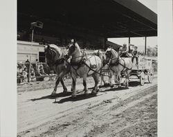 Four horse team pulls wagon on Farmers' Day at the Sonoma County Fair, Santa Rosa, California, 1986