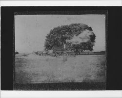 Steam plow, Petaluma, California, about 1884