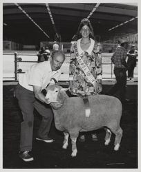 Champion Corriedale ewe at the Sonoma County Fair, Santa Rosa, California, about 1971